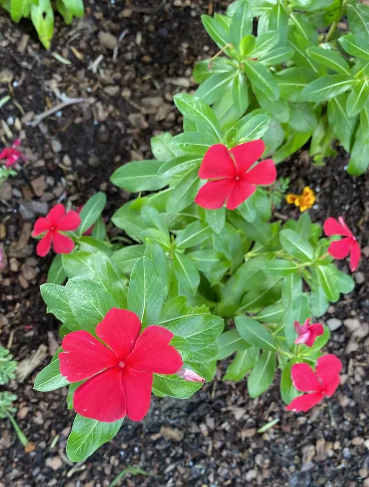 Reliable yard cleanup service experts serving Silver Spring, MD - Calcano Landscaping