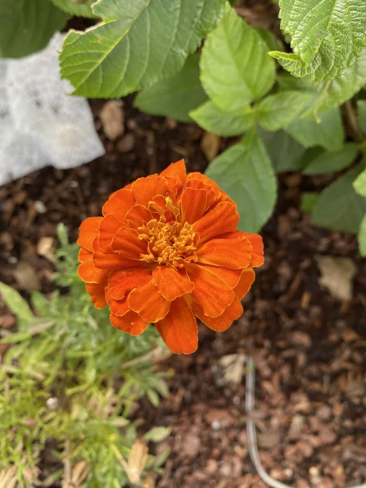 Affordable lawn mowing service with custom design in Silver Spring, MD by Calcano Landscaping