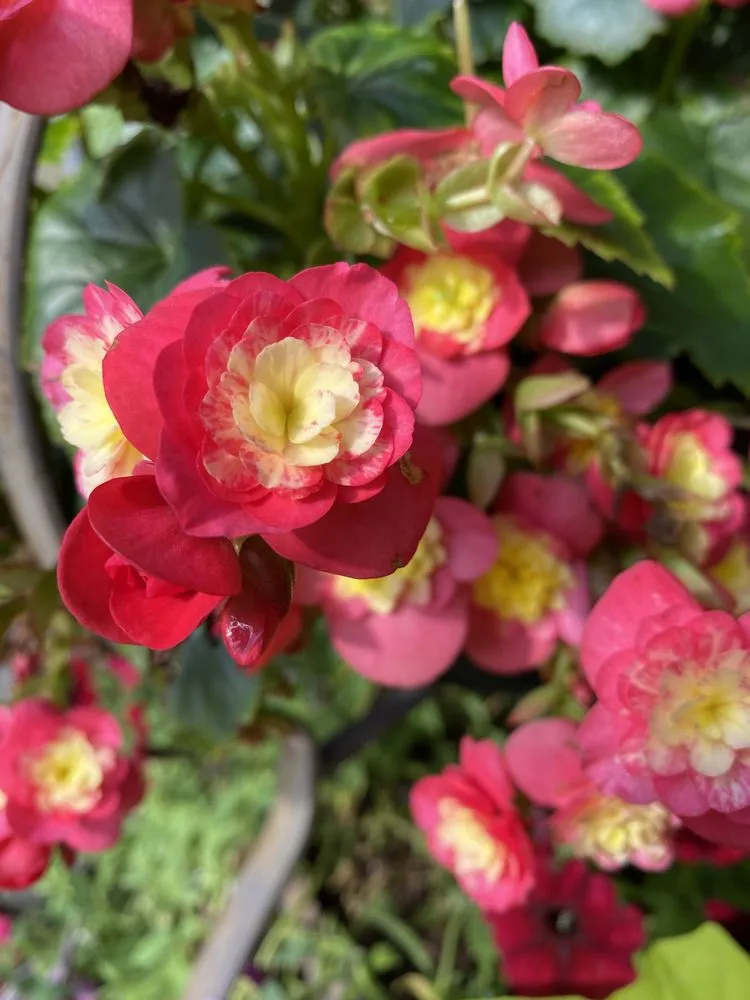 Professional outdoor landscaping with custom design across Silver Spring, MD - Calcano Landscaping