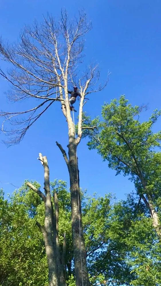 Expert lawn mowing service near you in Silver Spring, MD by Calcano Landscaping