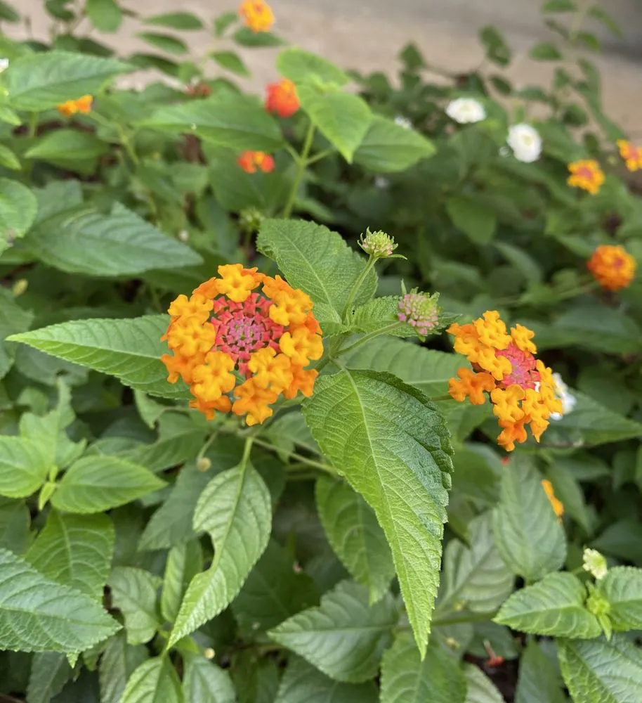 Expert yard maintenance in Silver Spring, MD by Calcano Landscaping