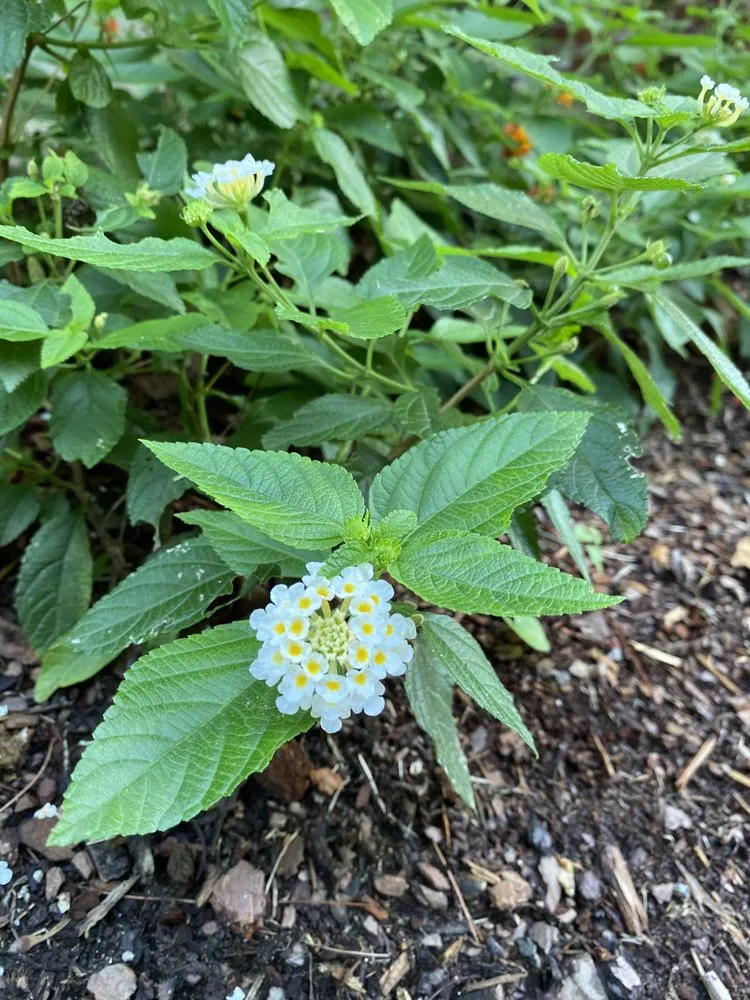 Reliable landscaping services for residential properties across Silver Spring, MD - Calcano Landscaping