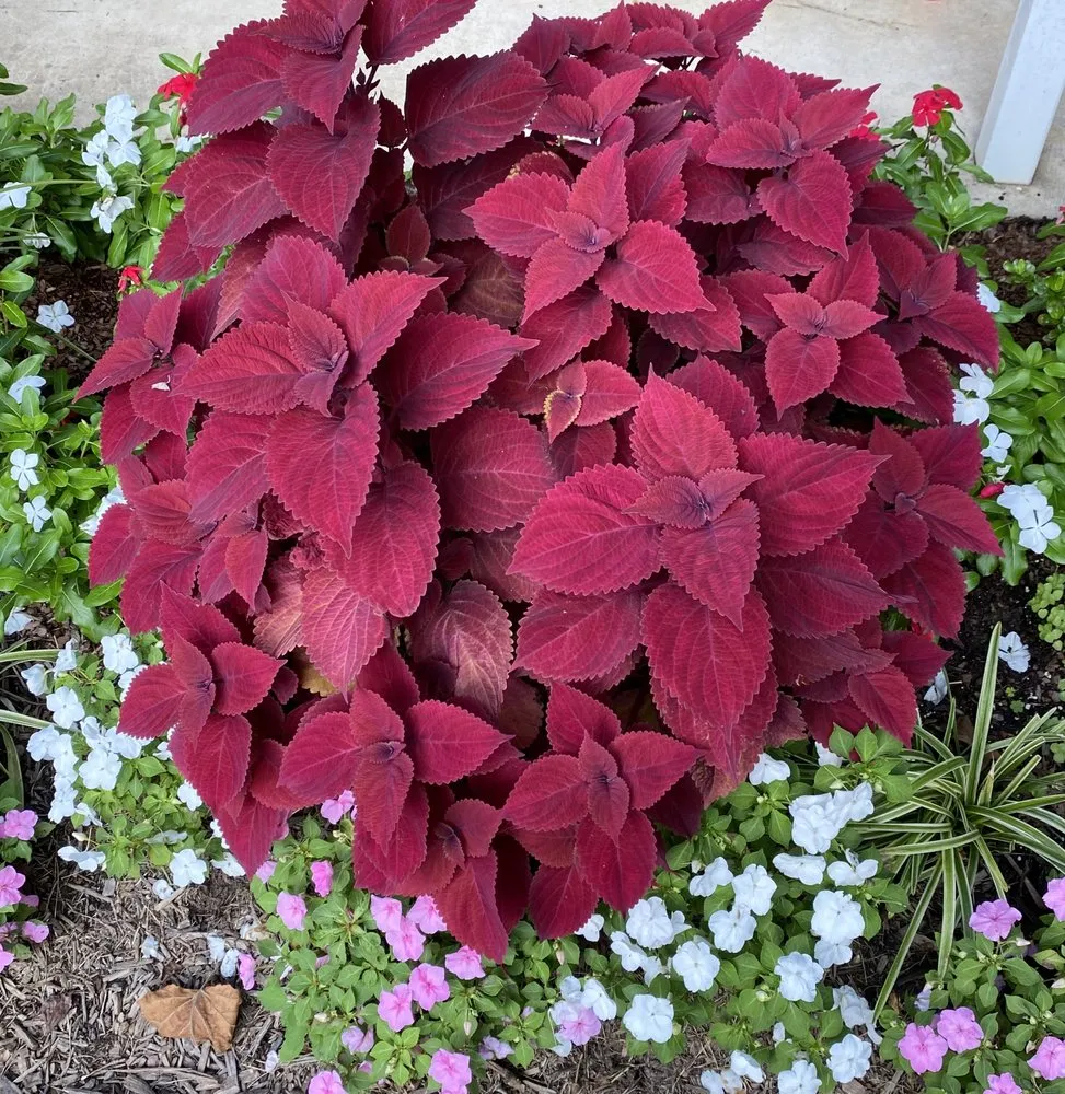 Custom garden landscaping near you in Silver Spring, MD by Calcano Landscaping