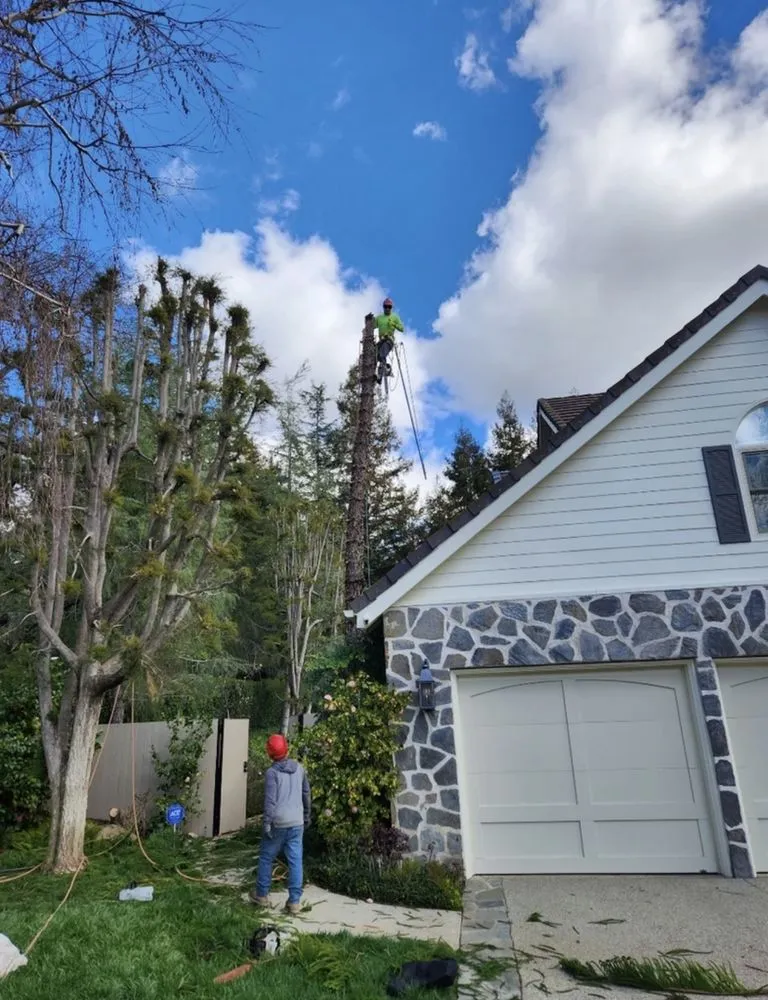 Affordable yard maintenance near you across Simi Valley, CA - Calderon Landscaping & Tree Service