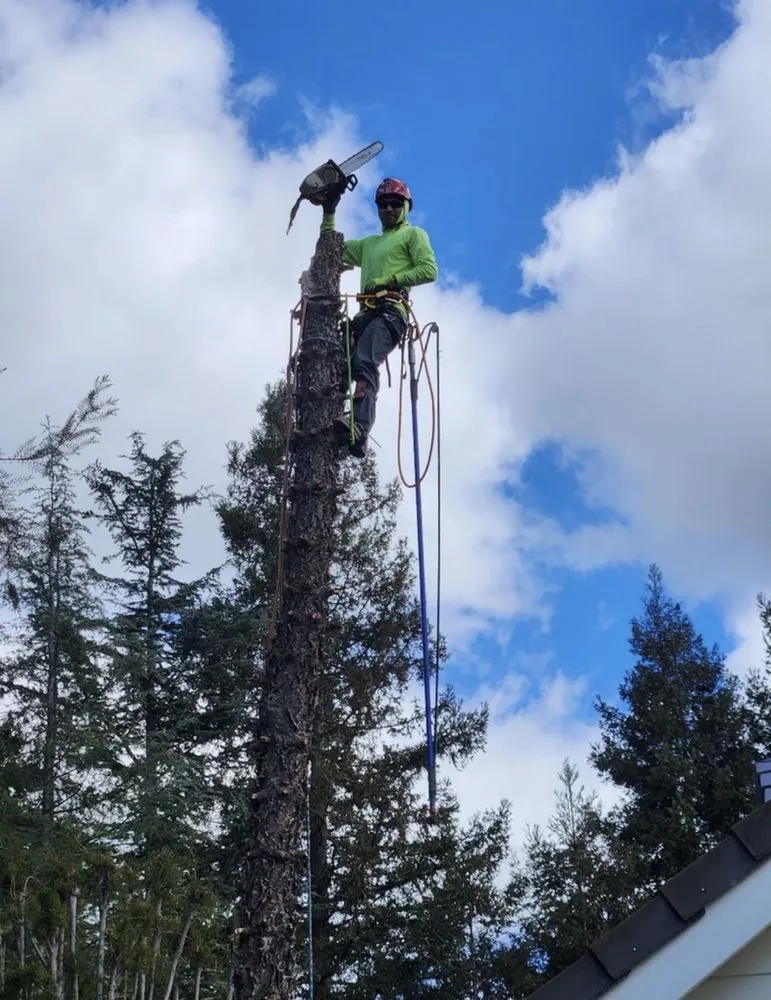 Trusted landscaping services for residential properties across Simi Valley, CA - Calderon Landscaping & Tree Service