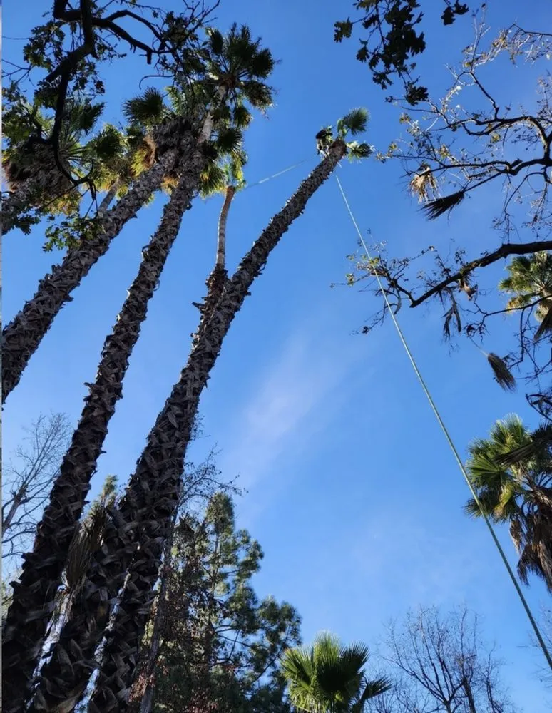 Custom yard maintenance in Simi Valley, CA - Calderon Landscaping & Tree Service