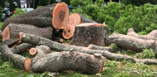 Professional lawn care service in Queen City, TX by Caleb Thomas Land Clearing