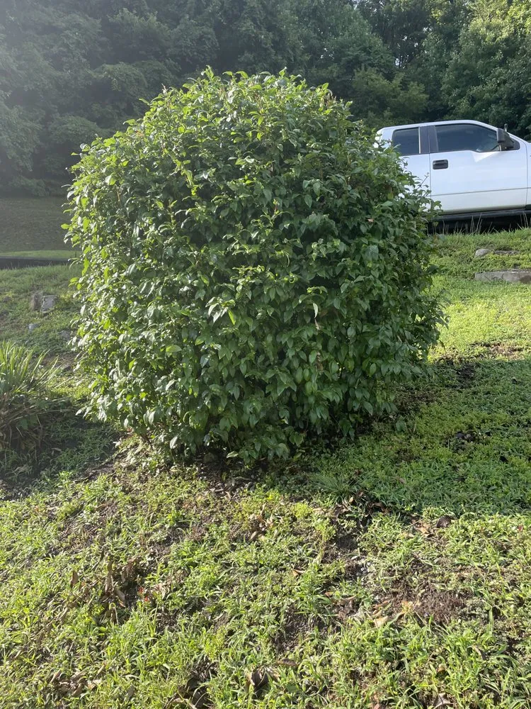 Affordable outdoor landscaping for beautiful yards across Richlands, VA - Caleb’s Lawn Care