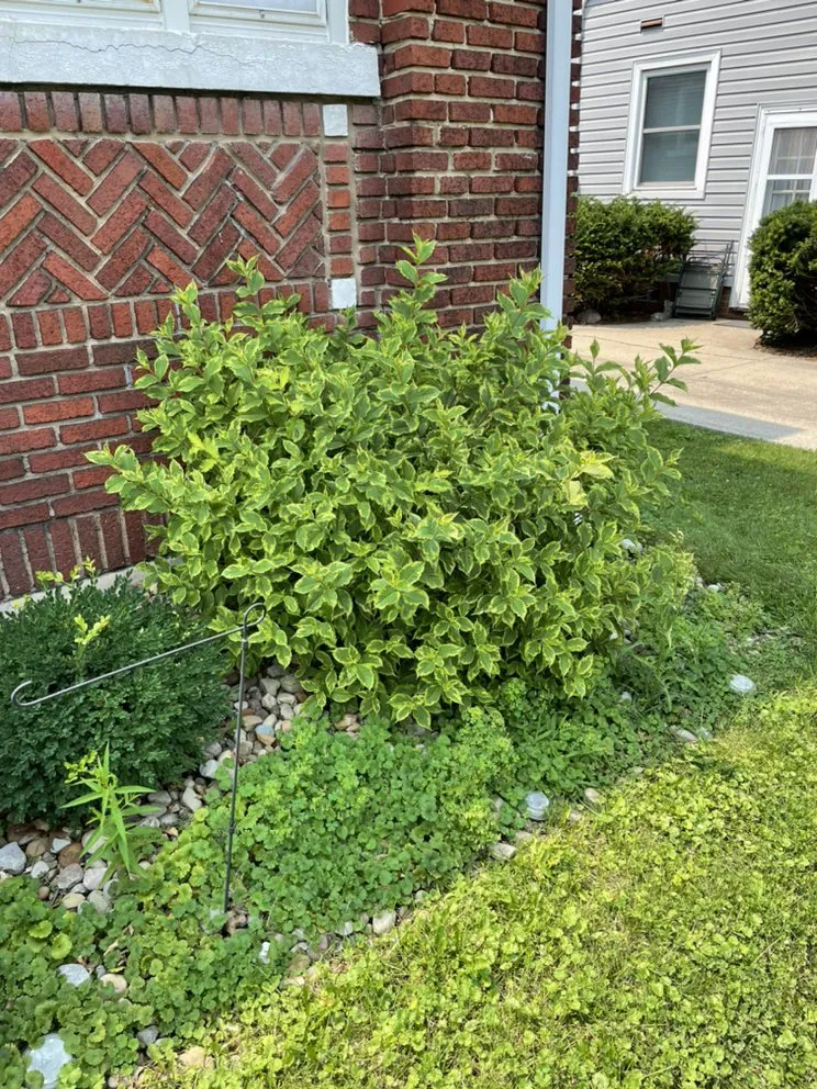 Local lawn care service for beautiful yards across Middleburg Heights, OH - Cale’s Landscape