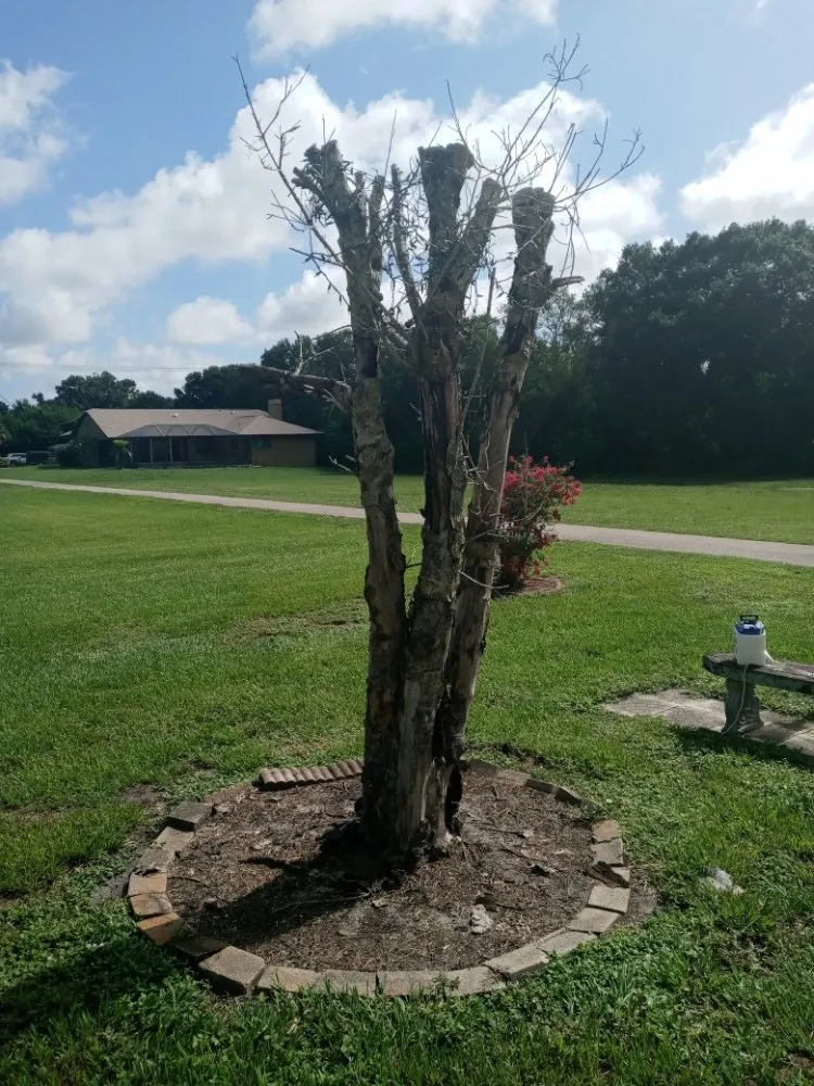 Expert yard cleanup service near you across Bradenton, FL - Calhoun and Son's Lawn Care