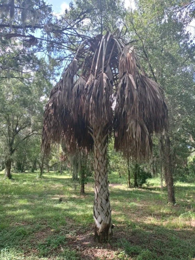 Trusted landscaping services experts serving Bradenton, FL - Calhoun and Son's Lawn Care