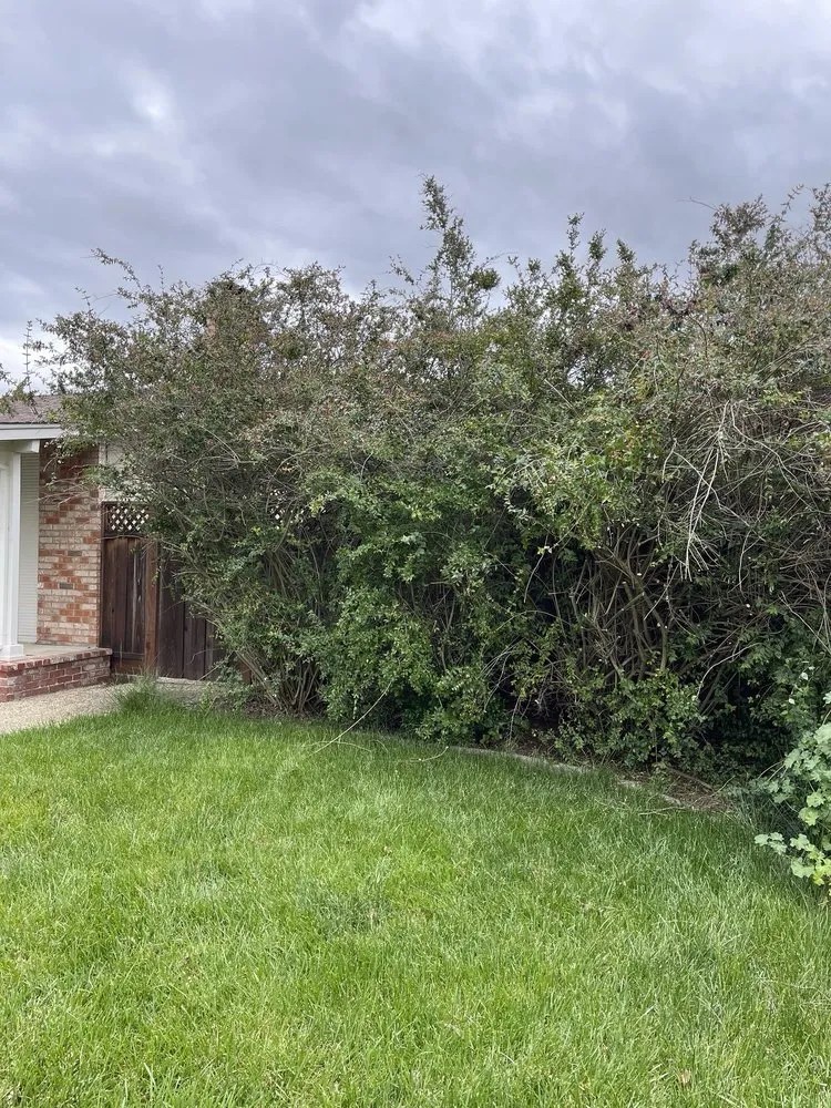 Expert yard cleanup service in Livermore, CA by Cali Coast Landscape & Maintenance