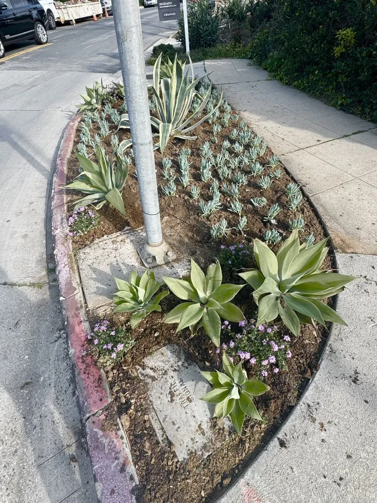 Reliable outdoor landscaping for beautiful yards in Los Angeles, CA by Cali Gardening Services