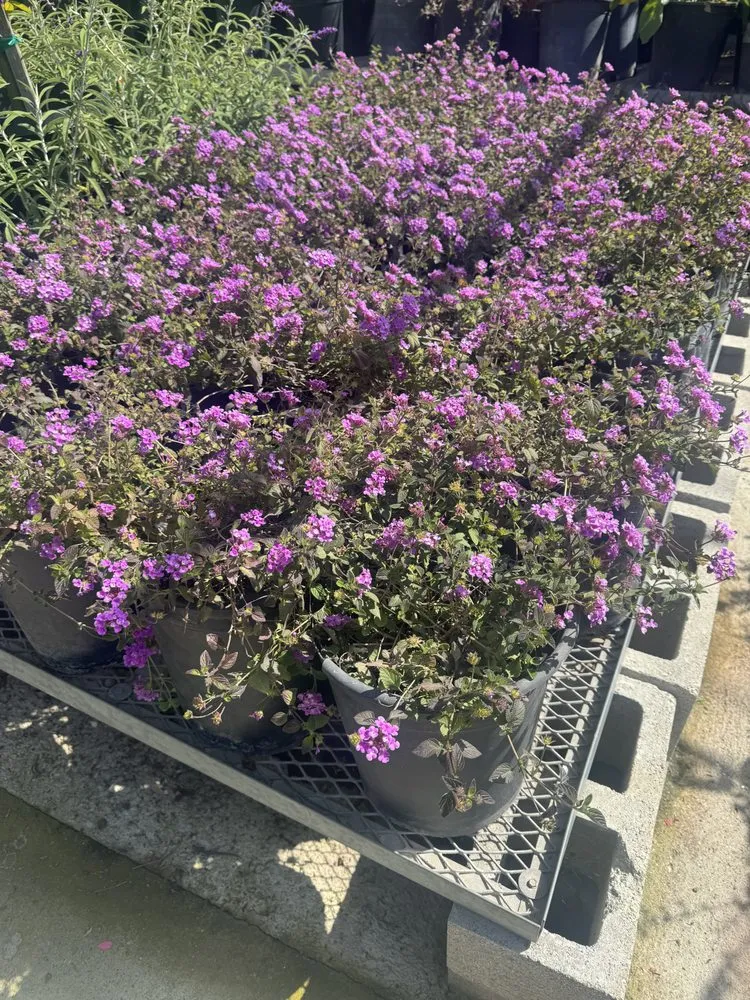 Reliable residential landscaping in Los Angeles, CA - Cali Gardening Services