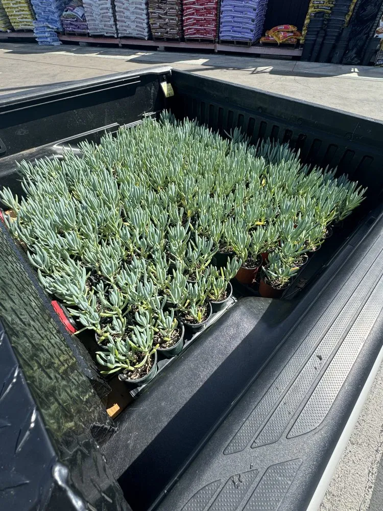 Trusted lawn mowing service in Los Angeles, CA - Cali Gardening Services