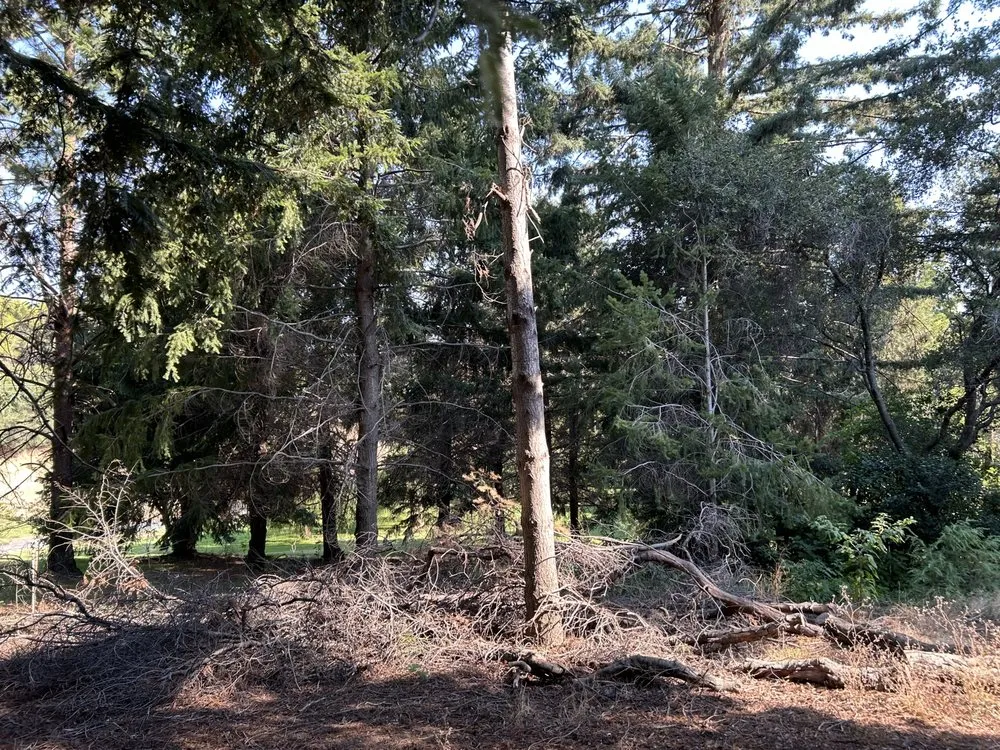 Professional landscape installation for year-round maintenance across Folsom, CA - Cali V's Landscaping