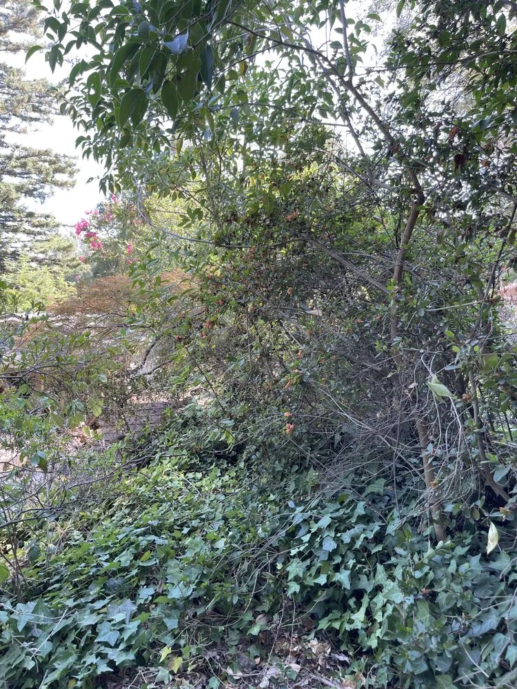 Affordable yard cleanup service for homes in Folsom, CA by Cali V's Landscaping