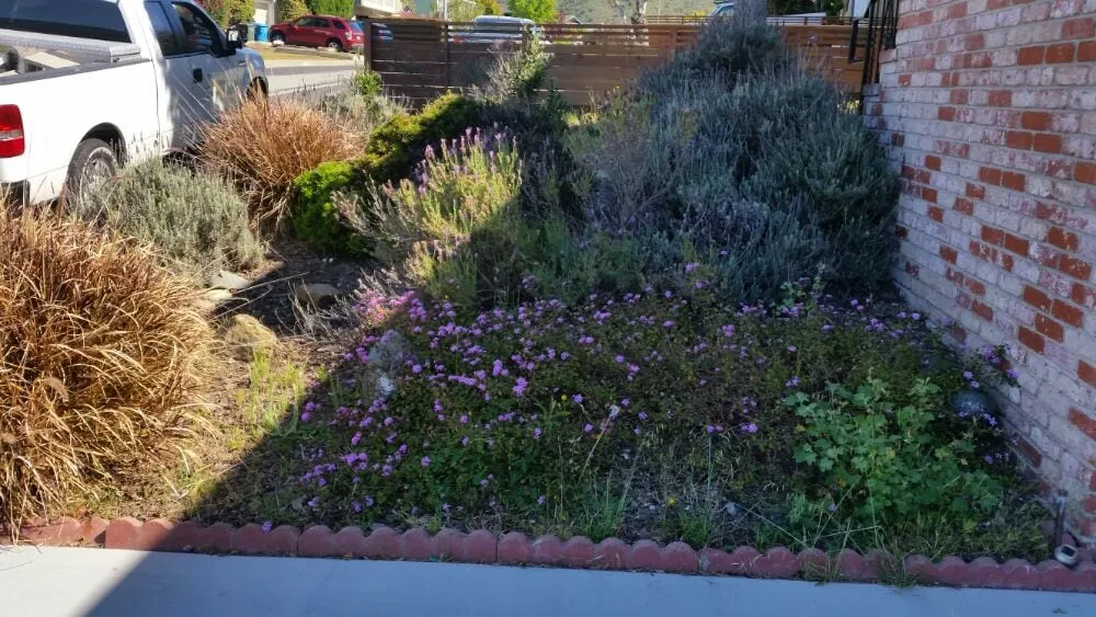 Custom lawn care service with custom design in San Mateo, CA by Cali51 Landscaping Services