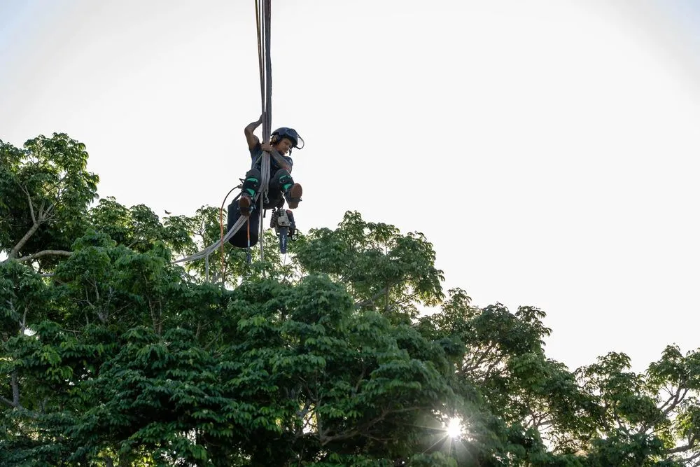 Expert yard maintenance in Clearwater, FL by Caliber Tree Experts