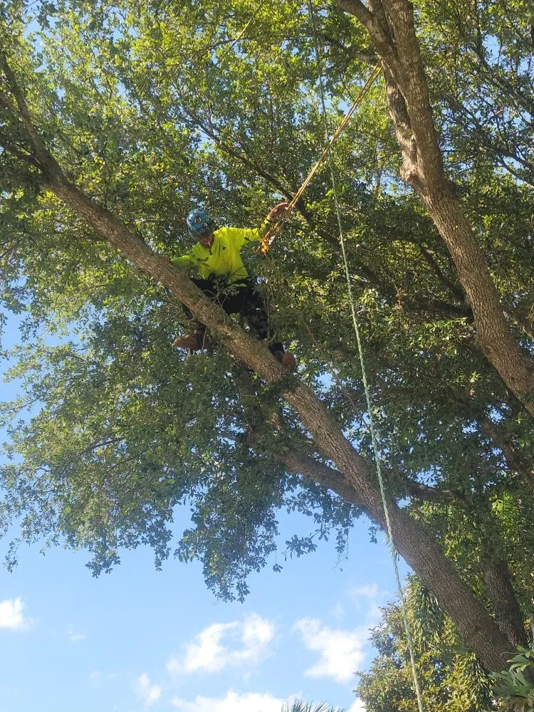 Local residential landscaping in Clearwater, FL - Caliber Tree Experts