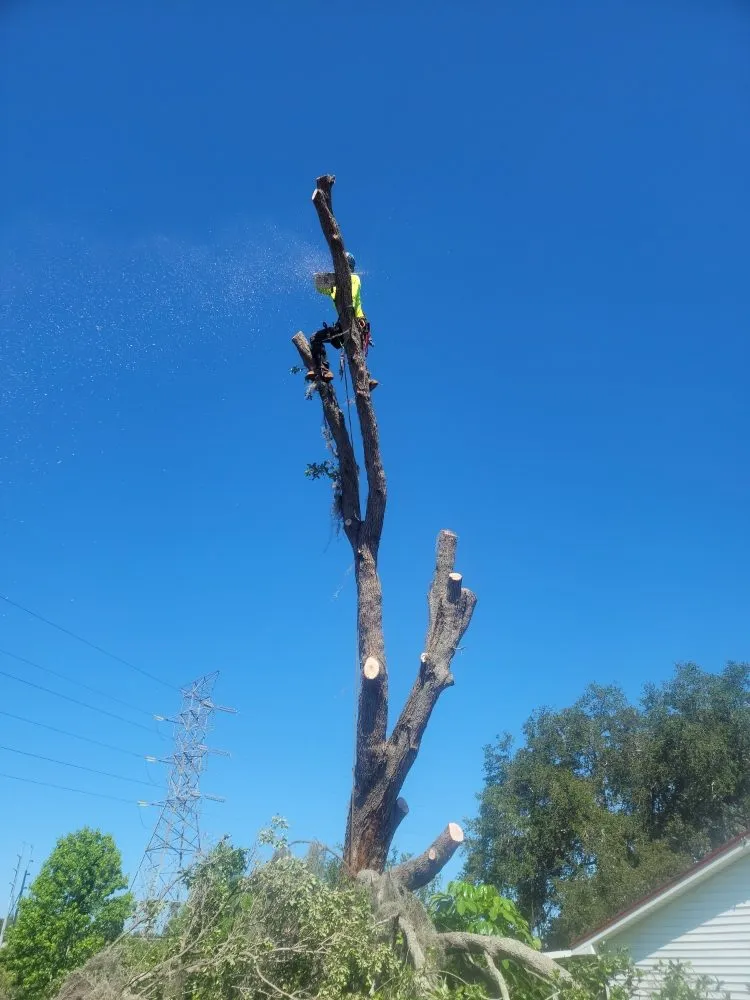 Custom residential landscaping for residential properties in Clearwater, FL by Caliber Tree Experts