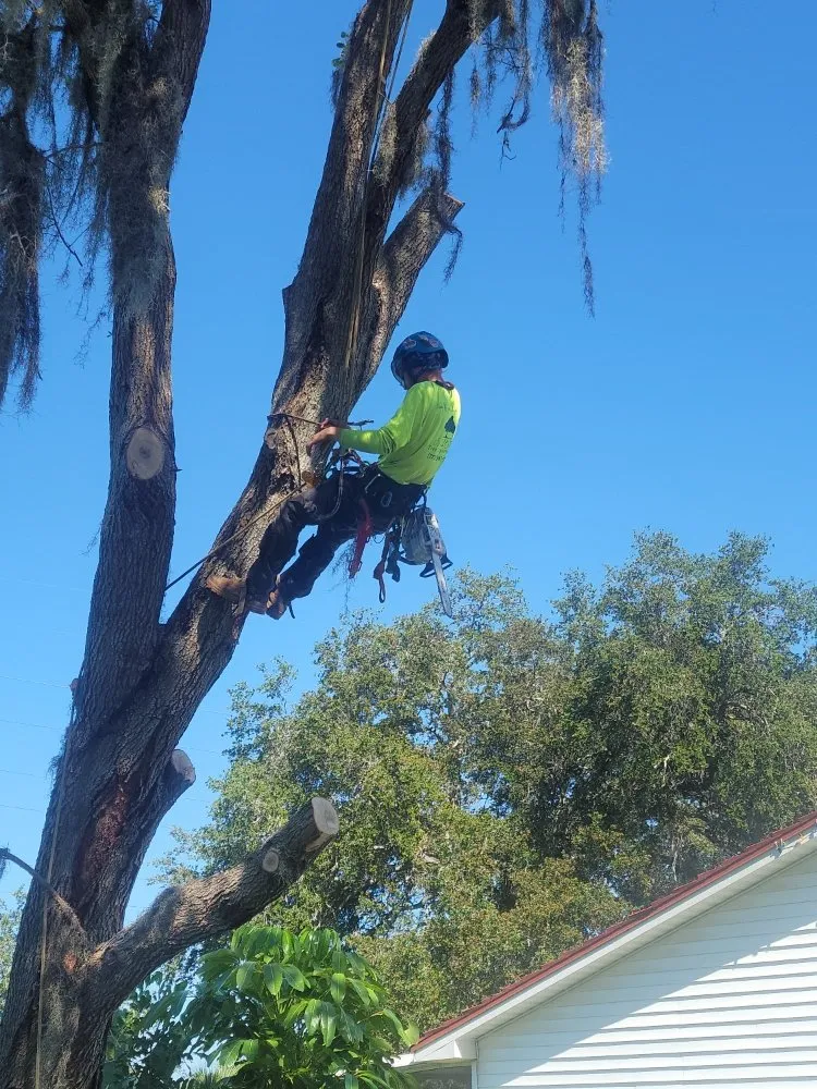 Reliable landscape installation with custom design in Clearwater, FL by Caliber Tree Experts