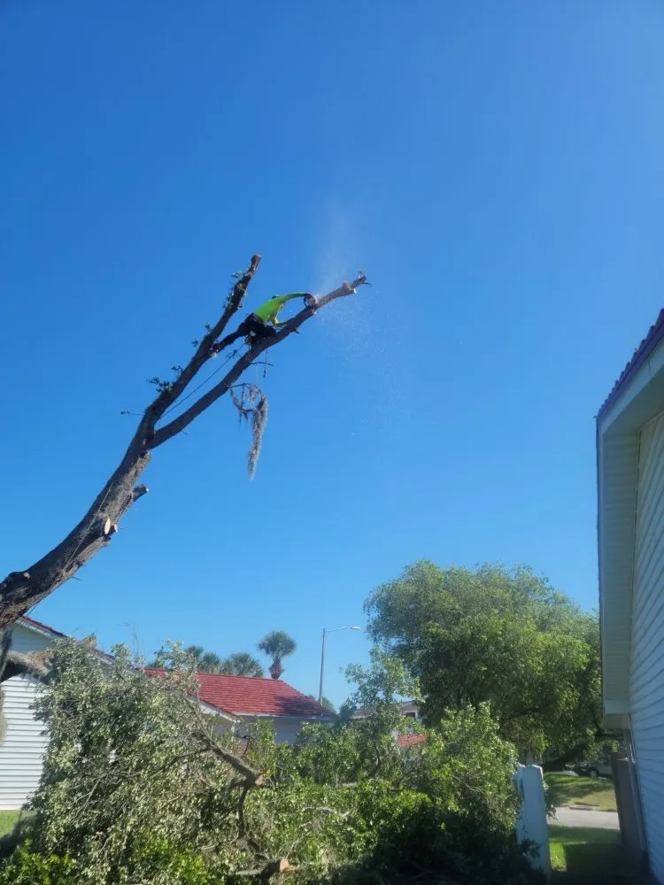 Expert outdoor landscaping experts serving Clearwater, FL - Caliber Tree Experts