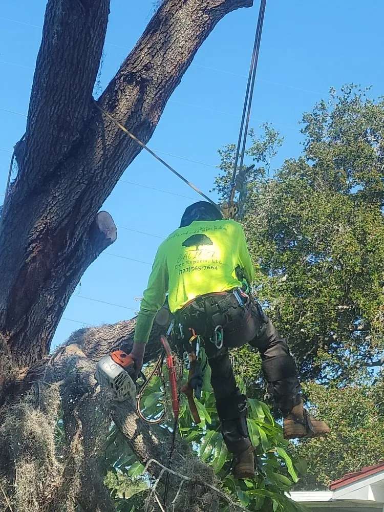 Top-rated garden landscaping in Clearwater, FL - Caliber Tree Experts