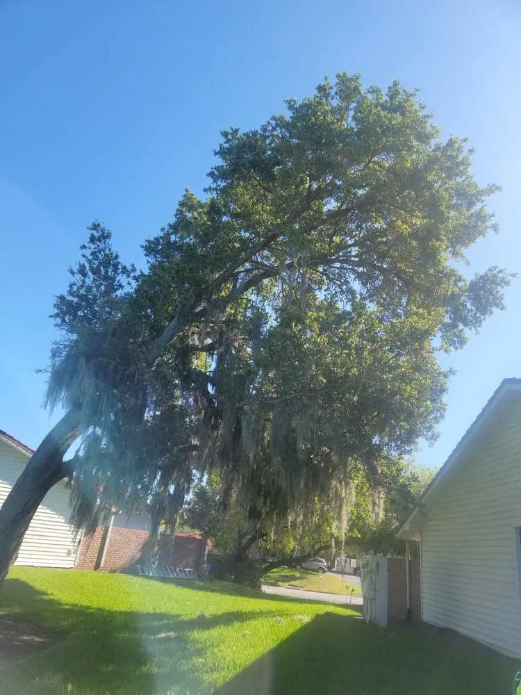 Professional landscaping services in Clearwater, FL - Caliber Tree Experts