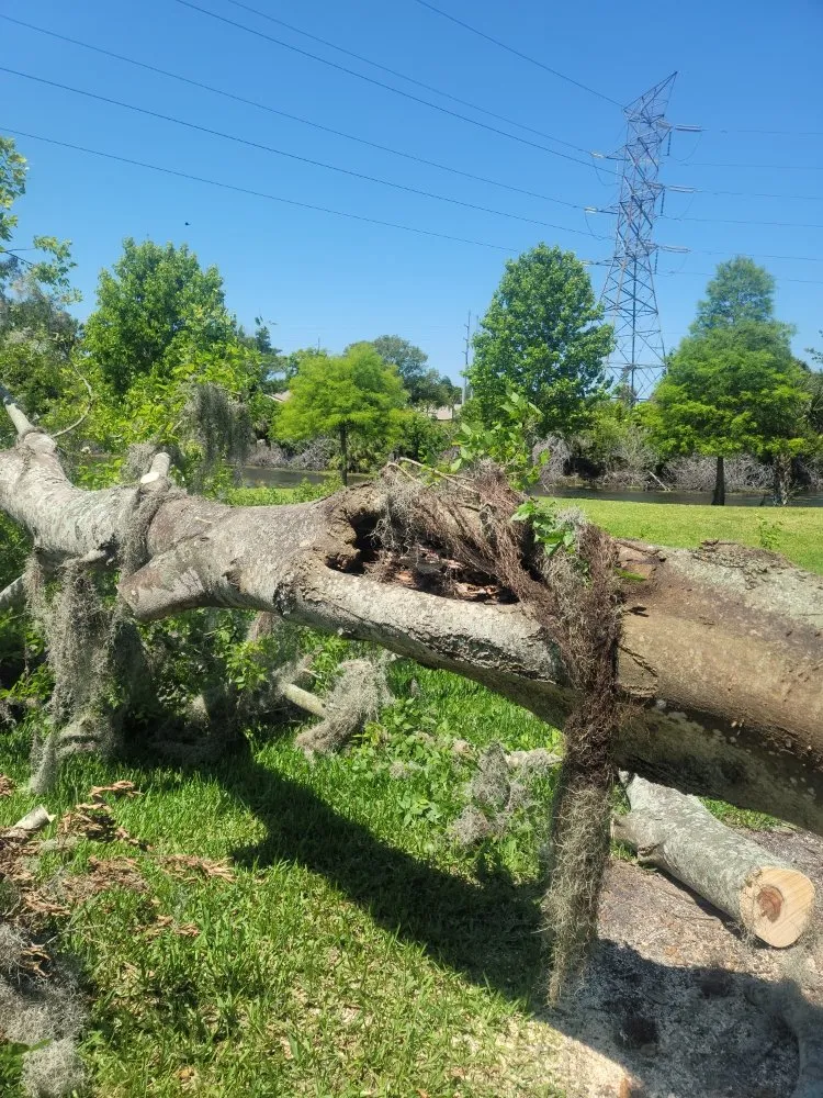 Trusted landscape installation for year-round maintenance in Clearwater, FL by Caliber Tree Experts