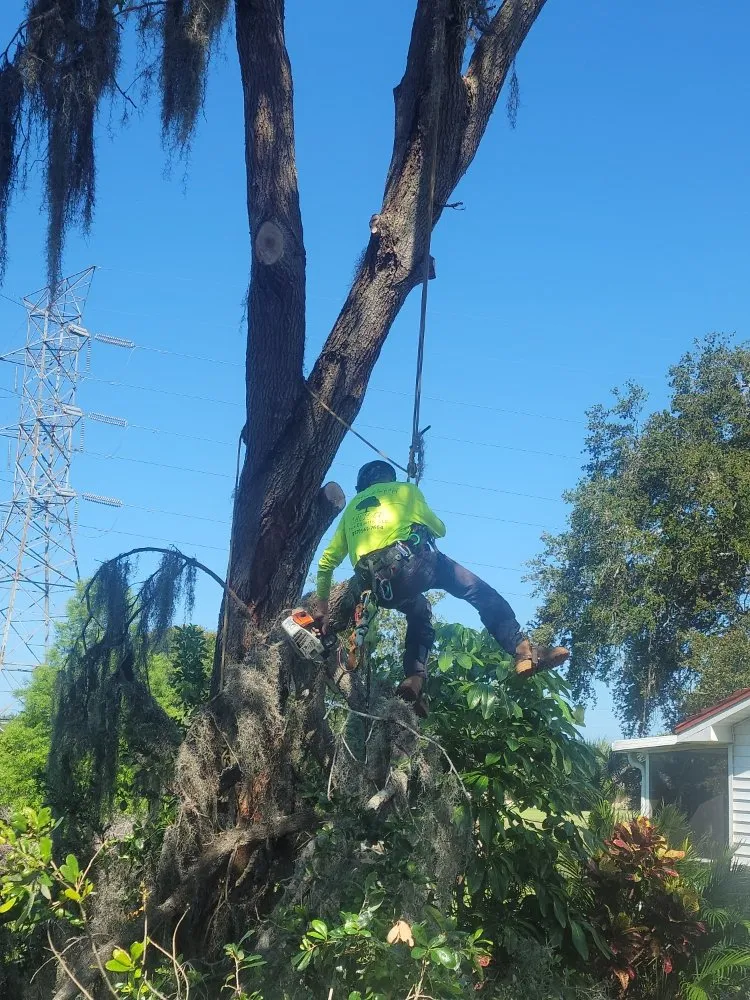 Expert lawn mowing service with custom design across Clearwater, FL - Caliber Tree Experts