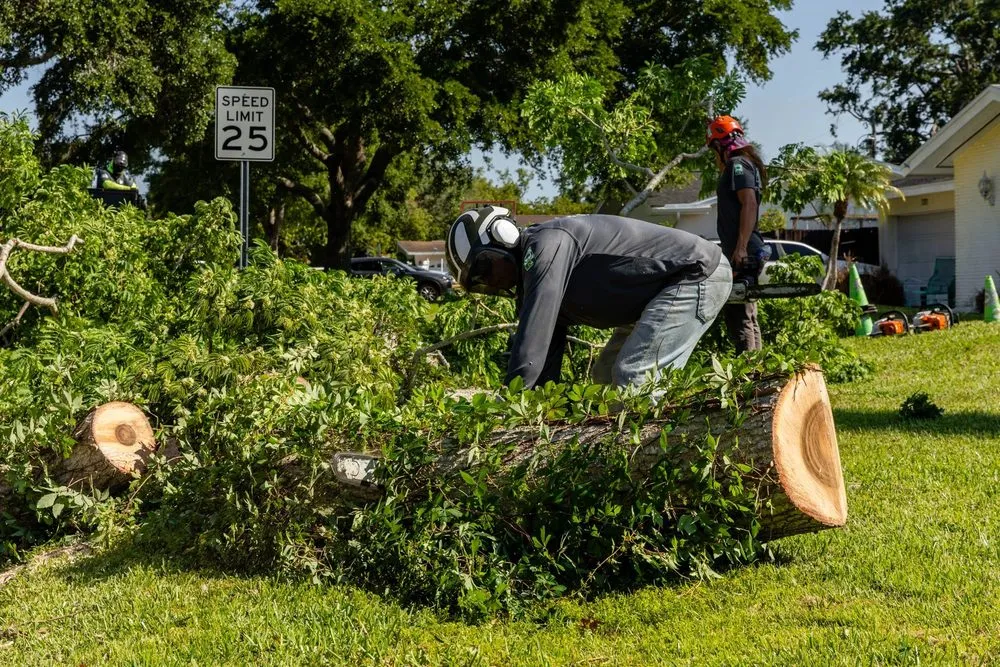 Top-rated yard maintenance in Clearwater, FL - Caliber Tree Experts