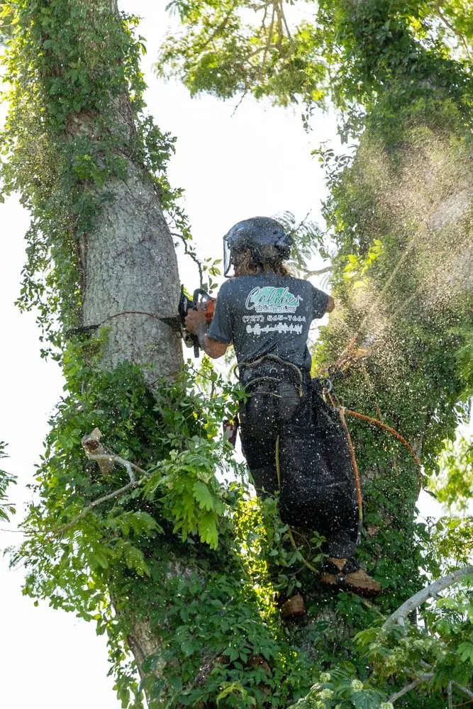 Reliable landscape design with custom design across Clearwater, FL - Caliber Tree Experts