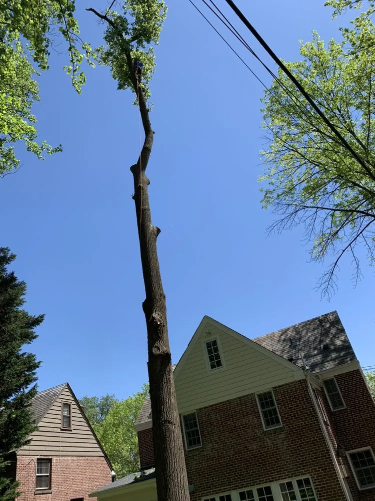 Custom landscape installation near you in Gambrills, MD by Caliber Tree Services