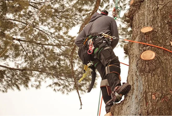 Trusted lawn care service experts serving Gambrills, MD - Caliber Tree Services