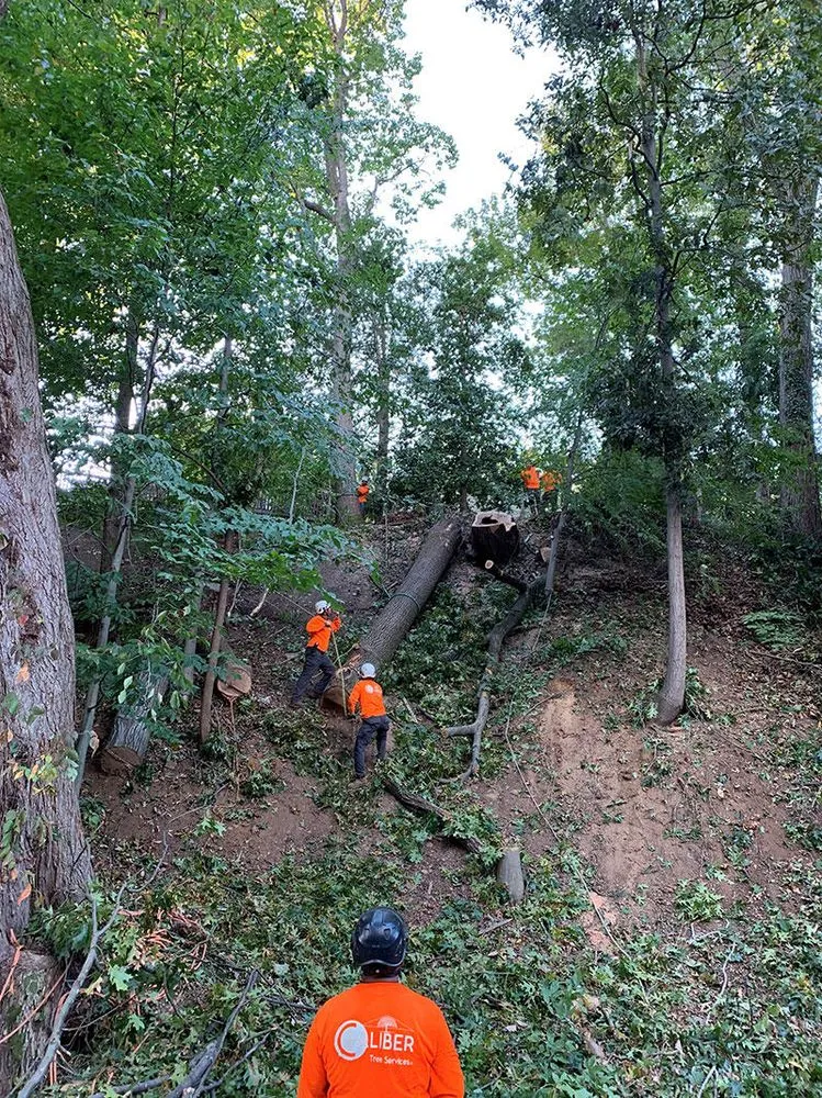 Expert yard cleanup service experts serving Gambrills, MD - Caliber Tree Services