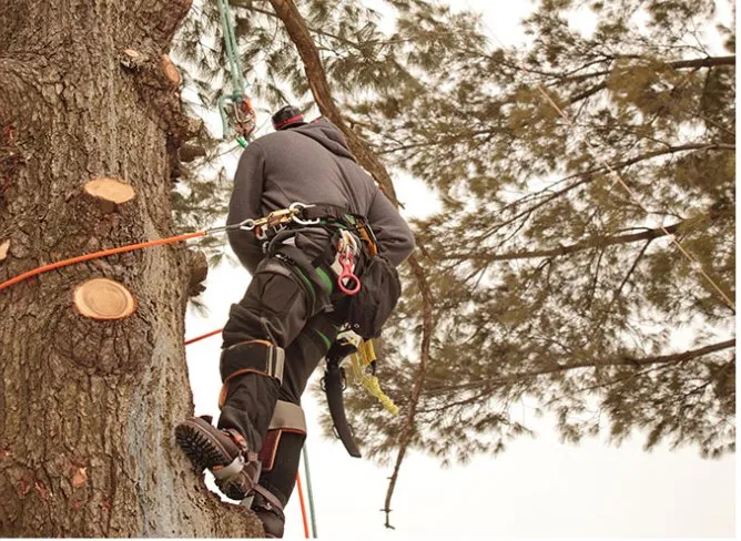 Local lawn mowing service near you across Gambrills, MD - Caliber Tree Services