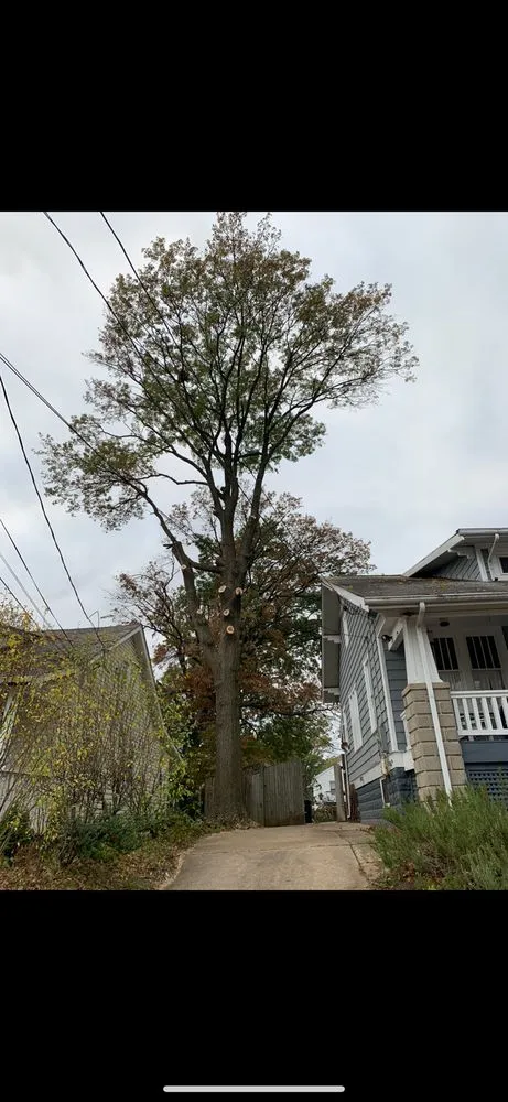 Local residential landscaping for year-round maintenance across Gambrills, MD - Caliber Tree Services