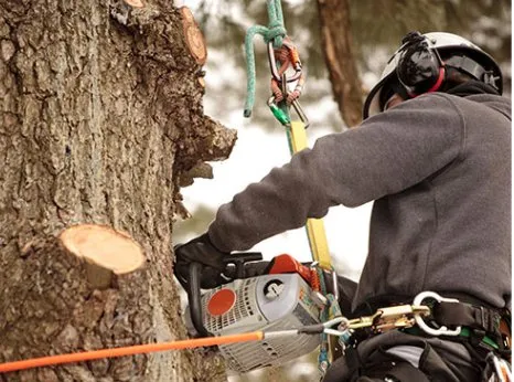 Trusted yard cleanup service for beautiful yards in Gambrills, MD by Caliber Tree Services