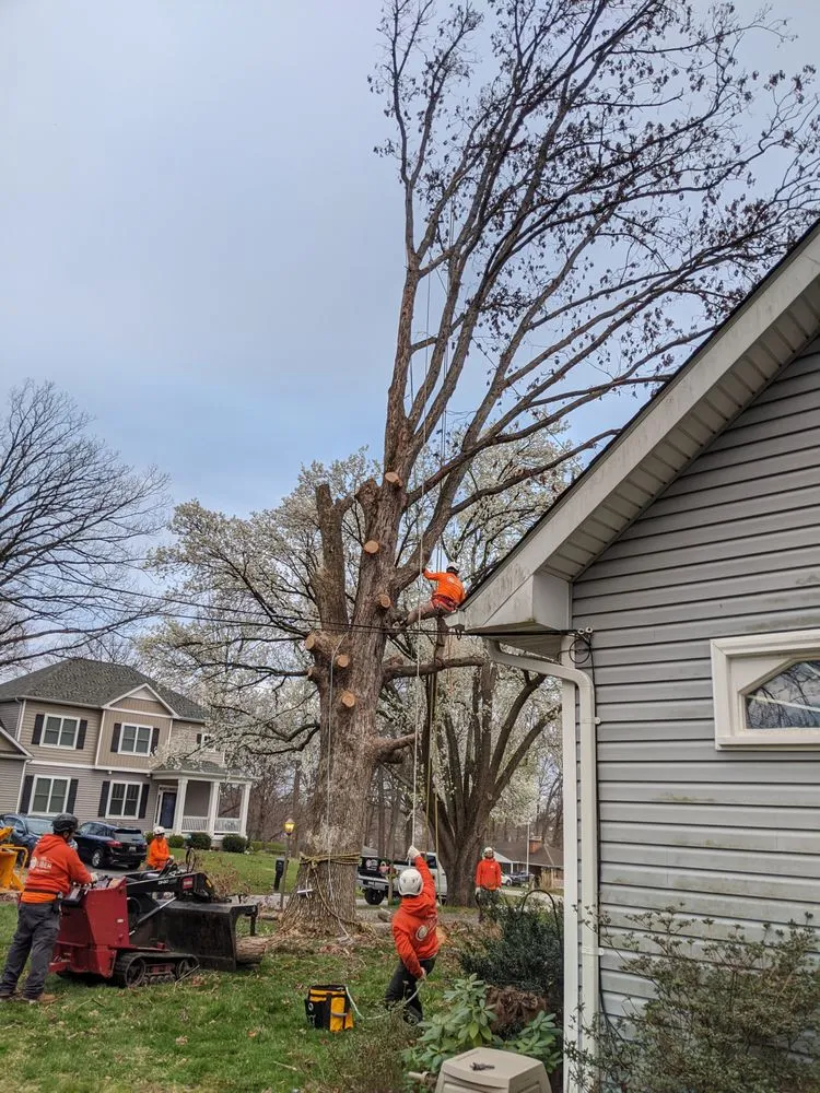 Professional garden landscaping for outdoor upgrades across Gambrills, MD - Caliber Tree Services