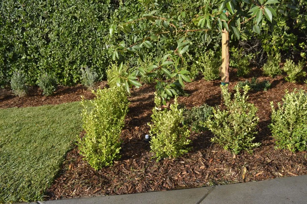 Custom residential landscaping in Canoga Park, CA by Caliente Landscape