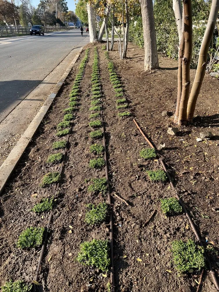 Top-rated lawn mowing service in Canoga Park, CA by Caliente Landscape