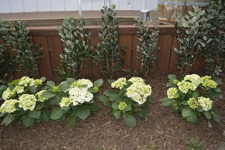 Professional outdoor landscaping with custom design across Canoga Park, CA - Caliente Landscape