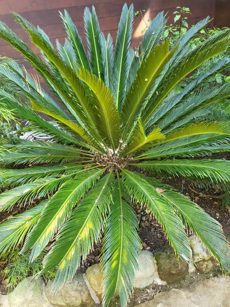 Top-rated residential landscaping for year-round maintenance in Santa Barbara, CA by Caliever Landscapes