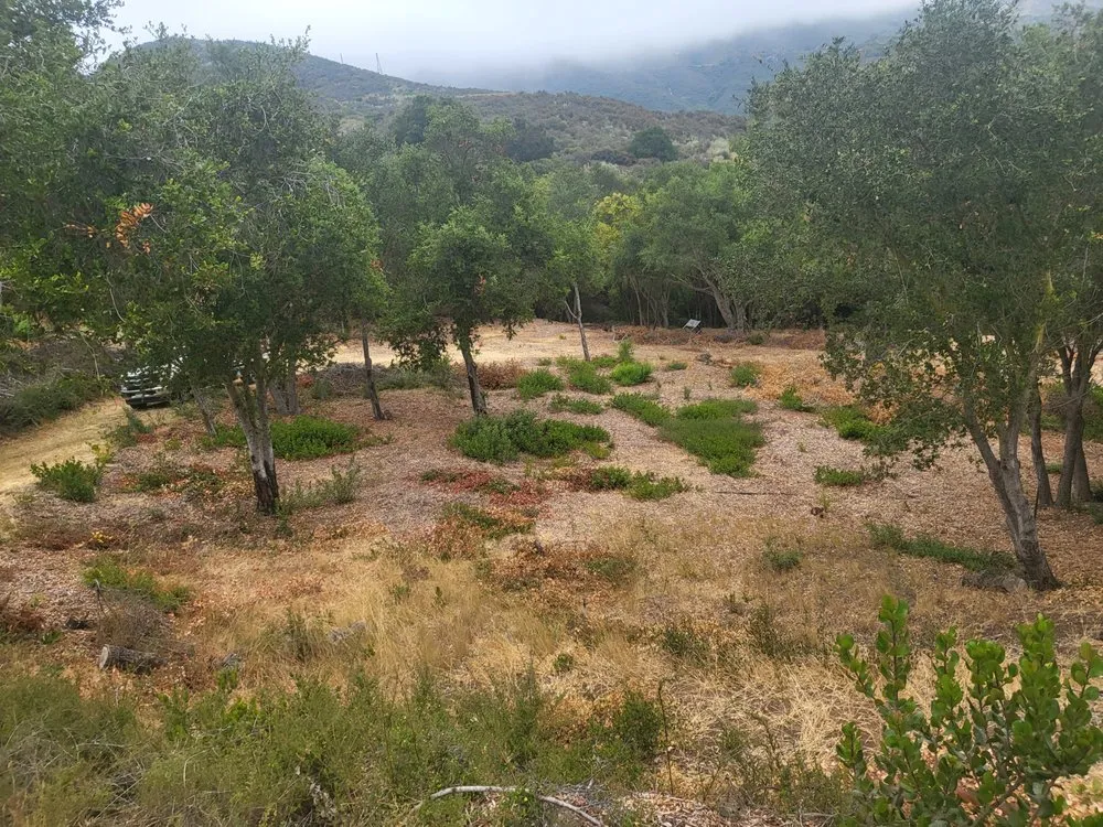 Expert landscaping services for year-round maintenance across Santa Barbara, CA - Caliever Landscapes