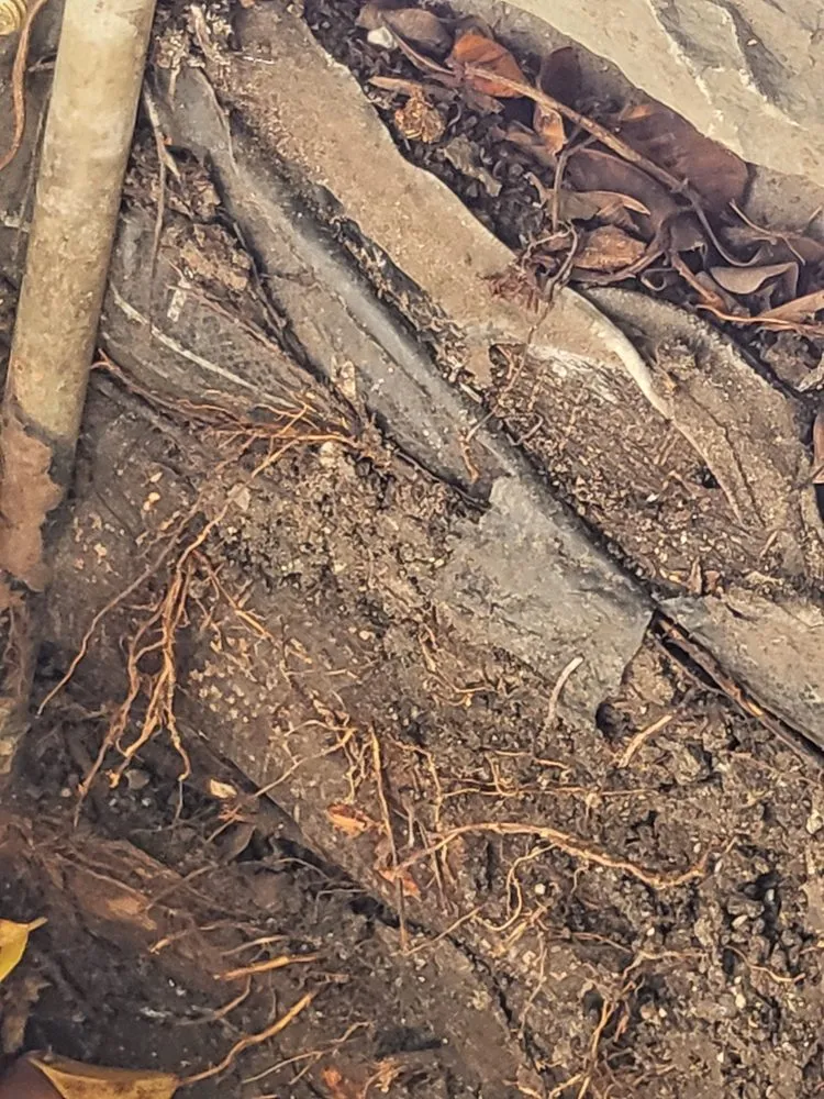 Professional landscape installation for outdoor upgrades across Santa Barbara, CA - Caliever Landscapes