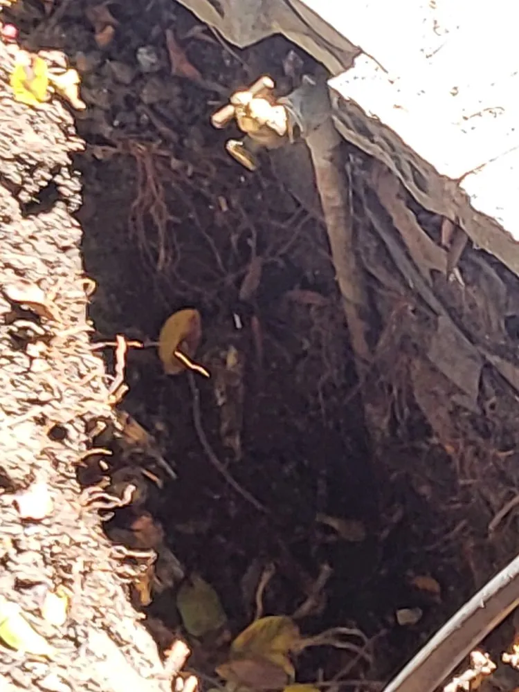 Custom lawn mowing service in Santa Barbara, CA - Caliever Landscapes