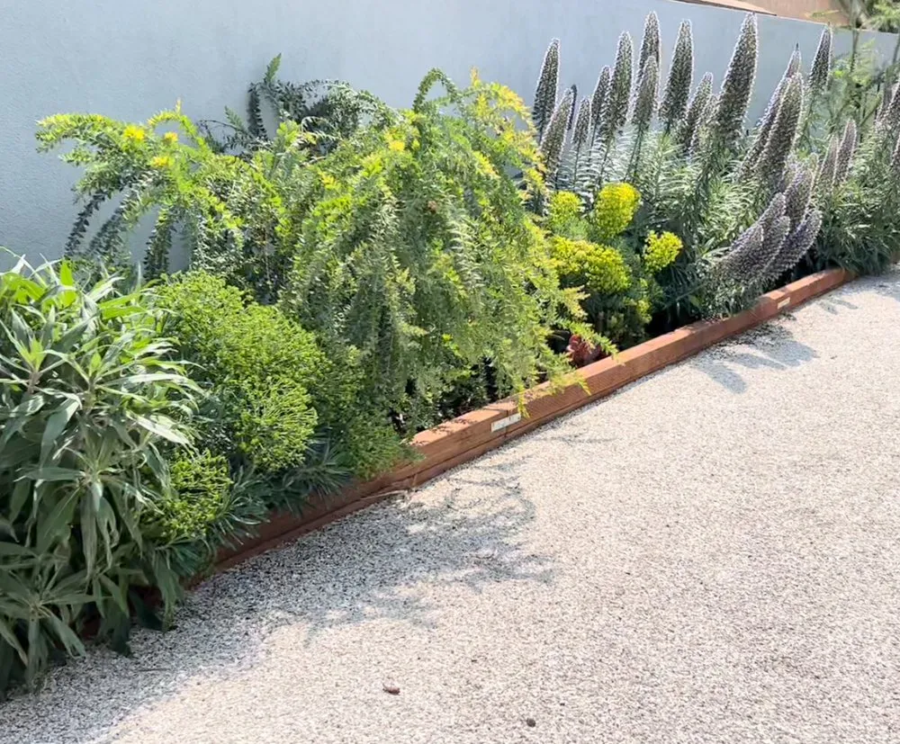 Affordable landscape installation in Pasadena, CA by Califia Ecodesigns