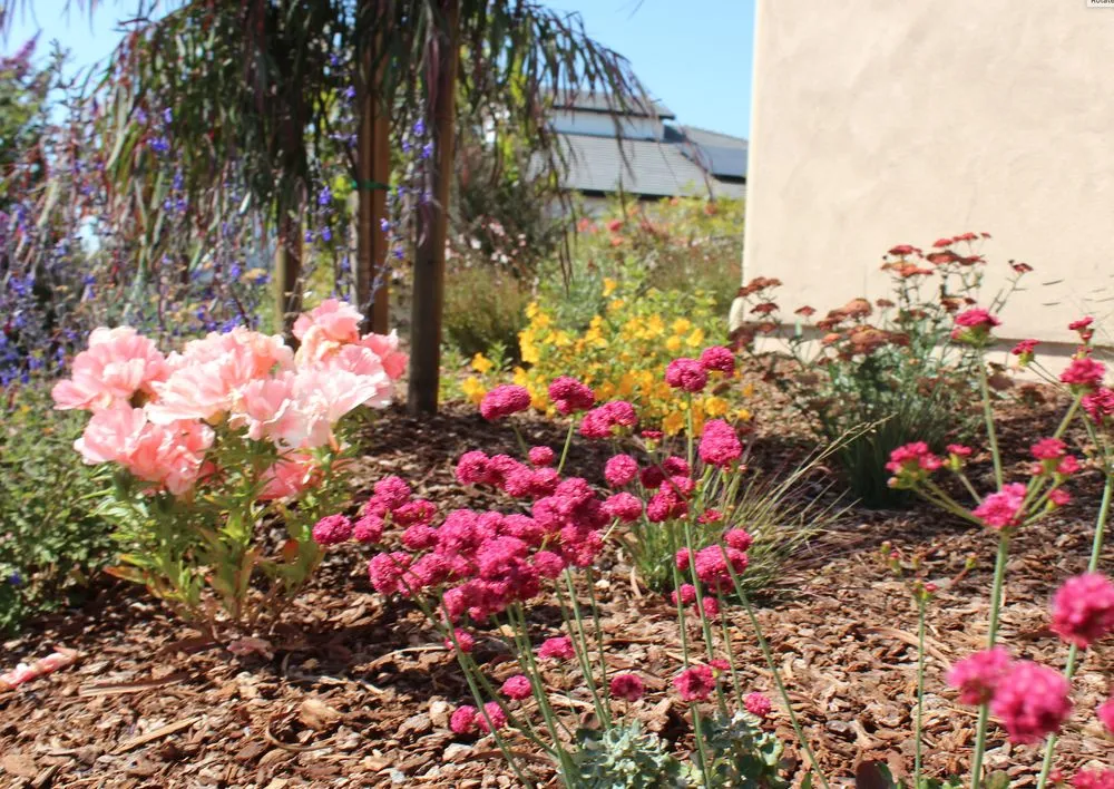 Professional lawn care service for homes across Pasadena, CA - Califia Ecodesigns