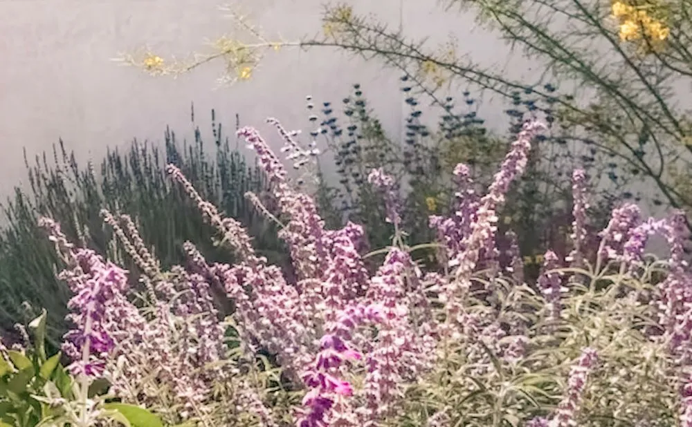 Professional landscaping services experts serving Pasadena, CA - Califia Ecodesigns